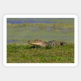 See ya later alligator Sticker